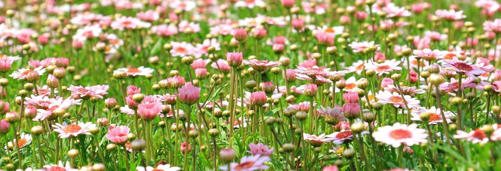 How Do I Create A Focal Point In My Garden?