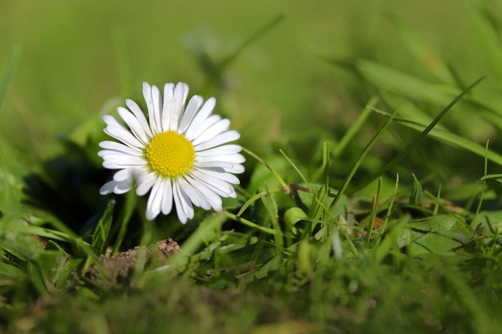 What Are Some Easy-care Perennial Plants?